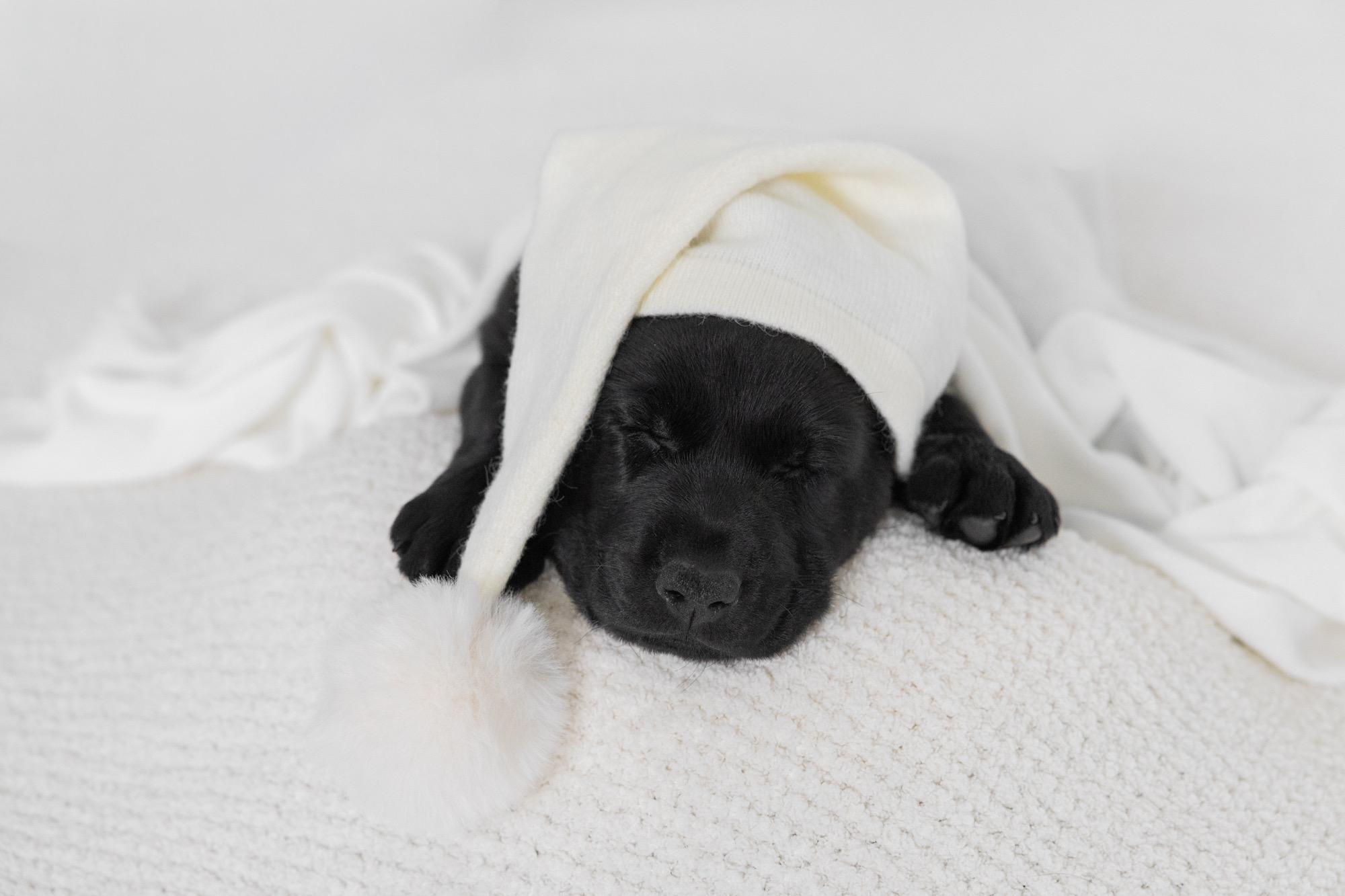 Timmy the black lab