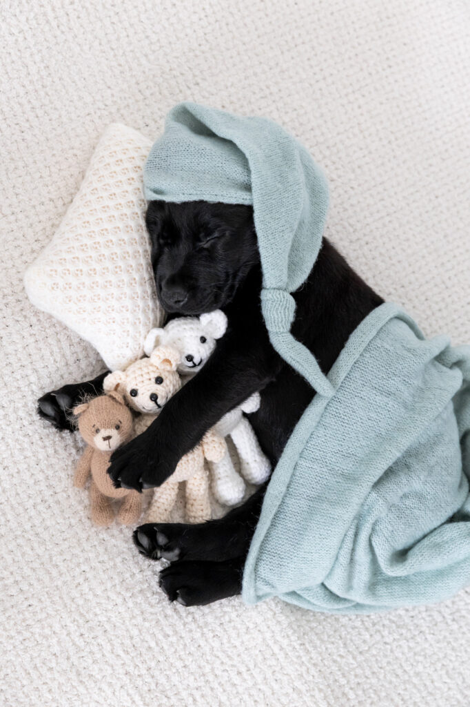Timmy the black lab