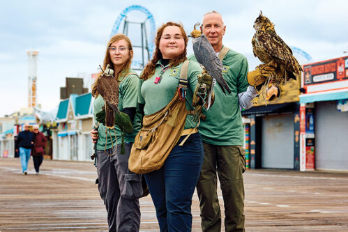 Team of falconers holding trained birds on boardwalk in Ocean City, NJ