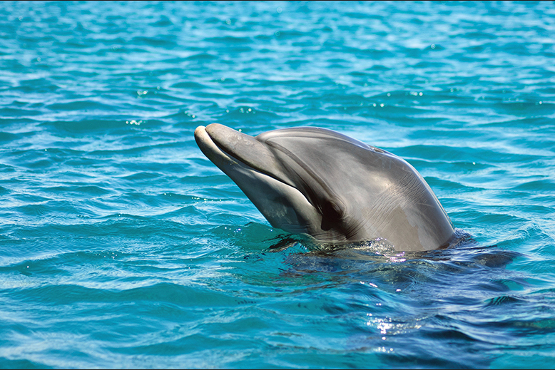 Dolphin in ocean