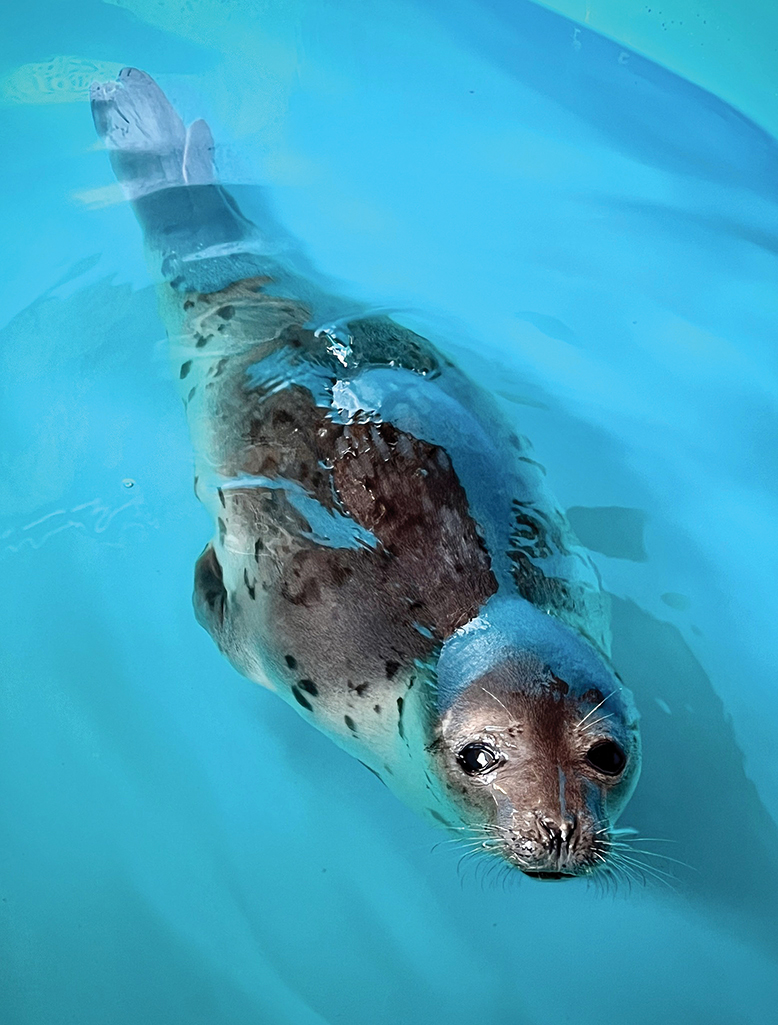 Seal at Marine Mammal Stranding Center in Brigantine, NJ