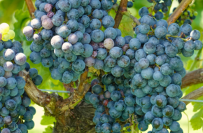 Grapes at NJ winery