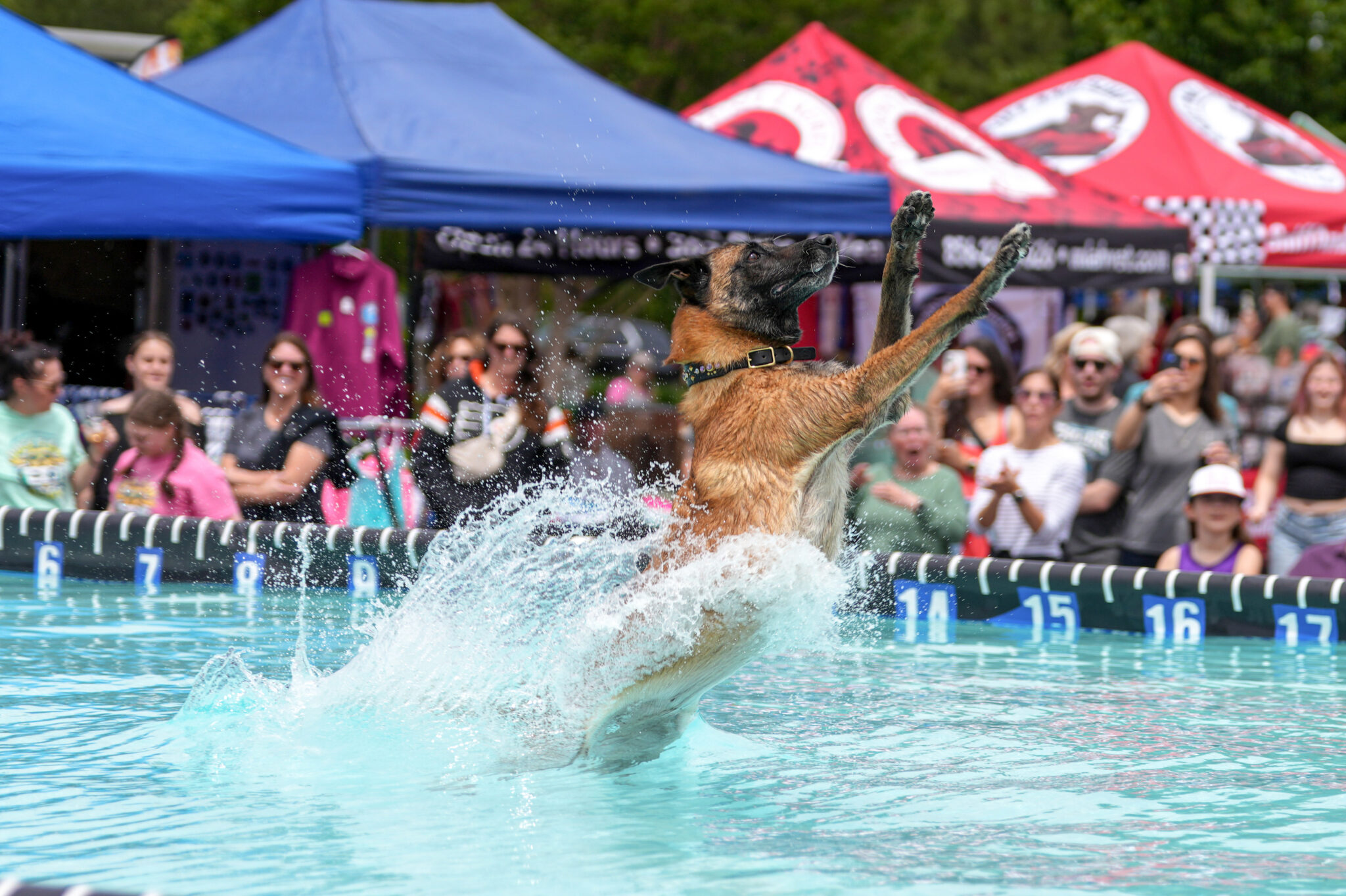 Dogs dock diving in New Jersey water, jumping from dock into water