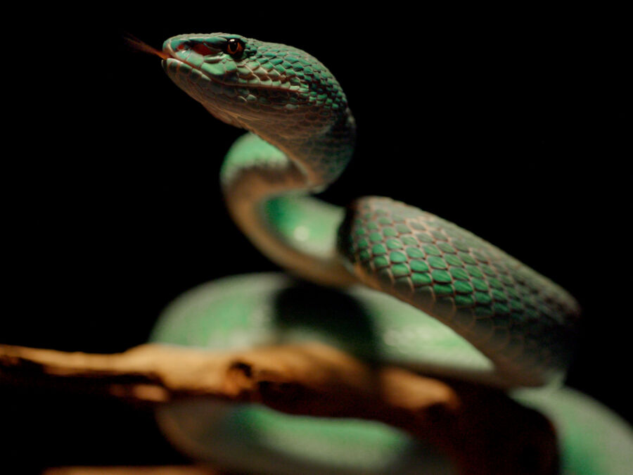 Gruesome Pine Barrens Story Told in New Docuseries on Reptile Smuggling