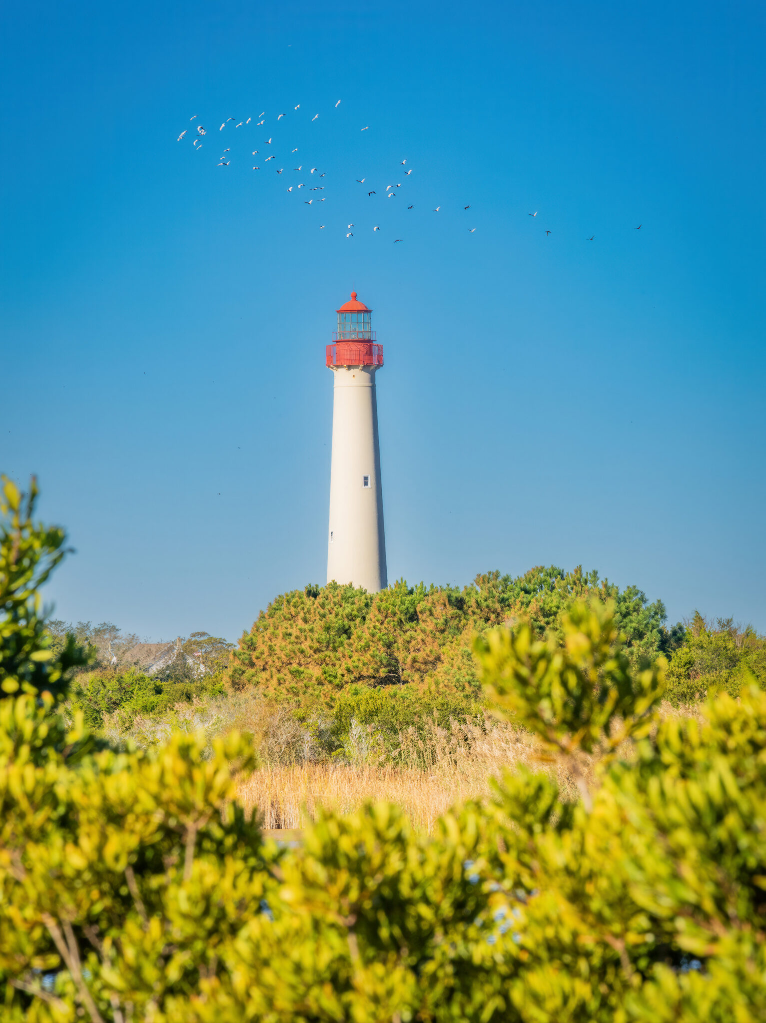 A flock of birds above the Cape May Lighthouse, which stands watch over a 200-acre preserve