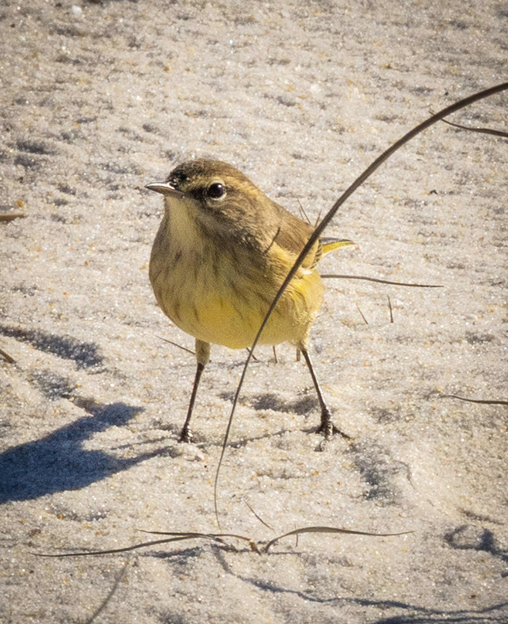A palm warbler