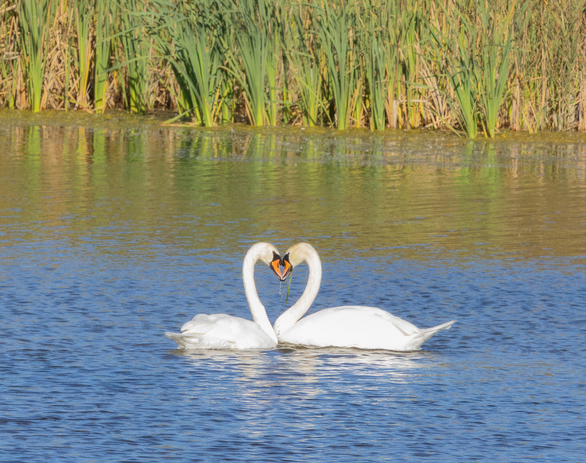 A pair of swans show some love in the South Cape May Meadows preserve