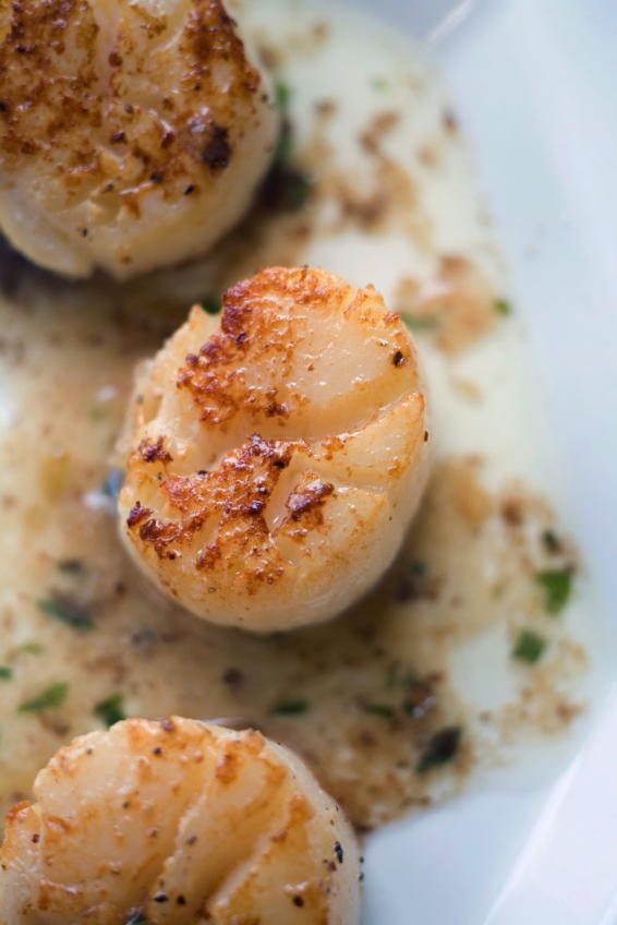 Scallops