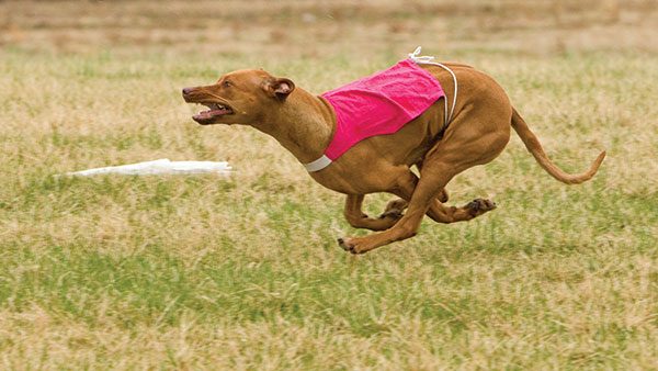 The Ancient Sport of Lure Coursing in New Jersey-www.