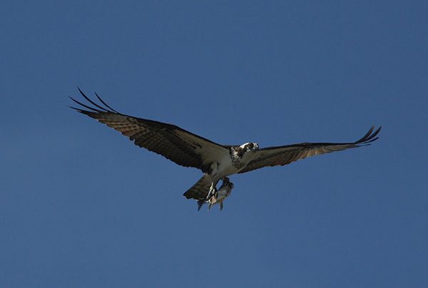 Ospreys in New Jersey