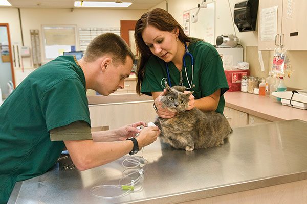 Where To Turn For Urgent Care For Nj Pets