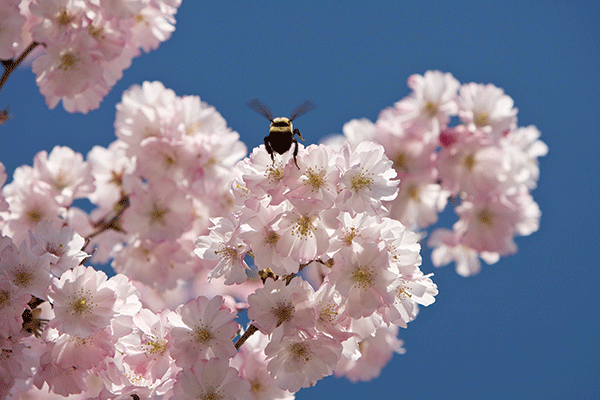 Cherry Blossoms In The Park Stock Photo - Download Image Now - New Jersey,  Newark - New Jersey, Cherry Blossom - iStock