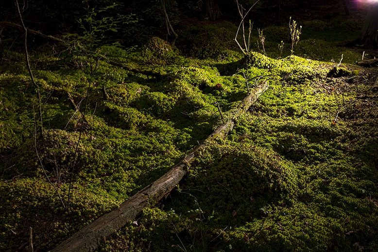 Brendan T. Byrne State Forest