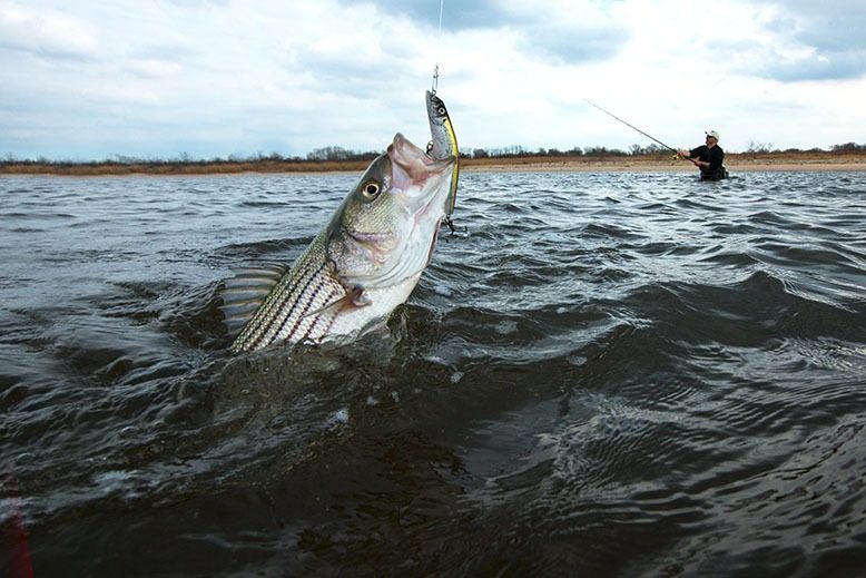 Surf fishermen find big striped bass as fall run hits the beaches