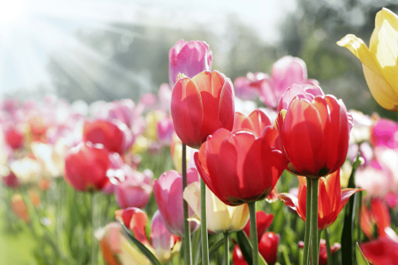 Assorted tulips in sunshine