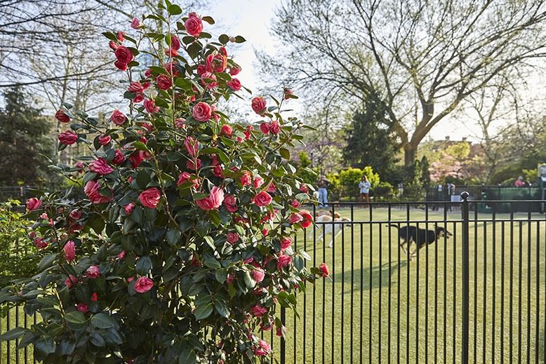 A camellia shrub adorns Van Vorst Park's new dog run