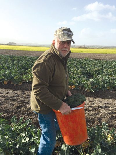 Ex-Marine Raymond Benedict picking broccoli on an Israeli farm.