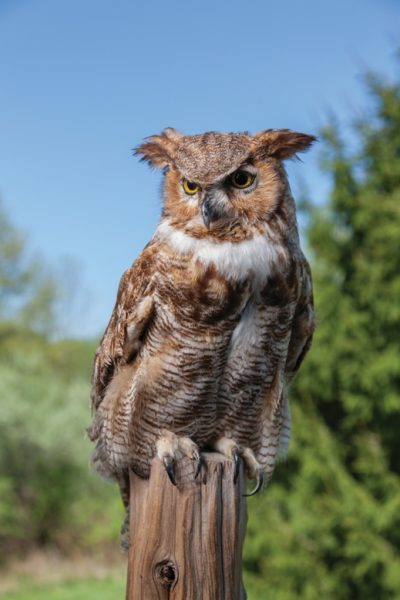 The Great Horned Owl is among the breeds of injured, sick or orphaned wild birds that find refuge at the Raptor Trust, a nonprofit rehabilitation center in Millington.