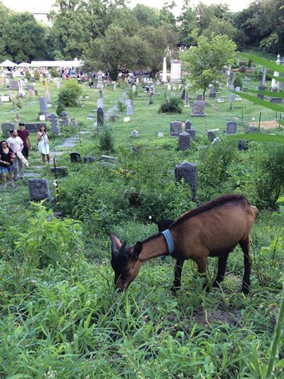 Goats prune unwanted vegetation ar Historic Jersey City and Harsimus Cemetery.