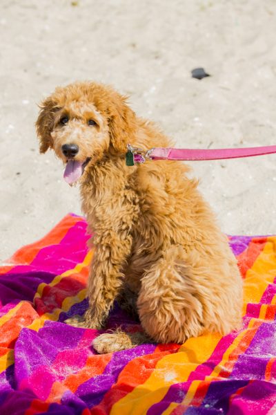 A dog hangs on the sand at Fisherman's Cove in Manasquan.