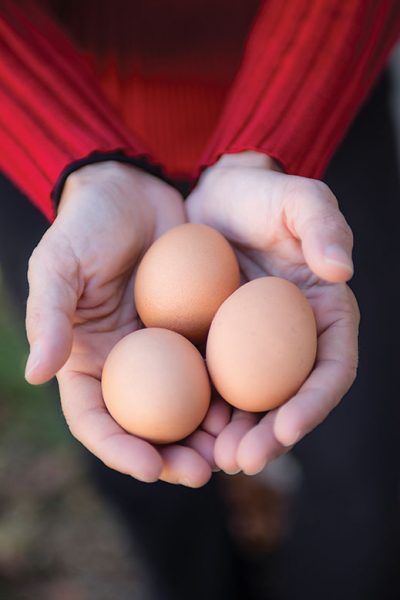 The McDonald family collects just under two dozen fresh eggs each week from their three hens.