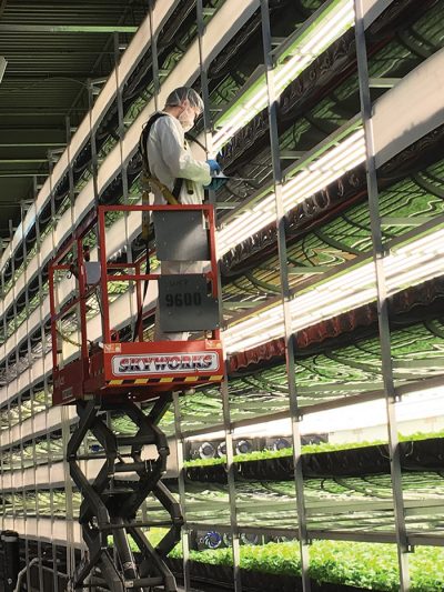 An AeroFarms employee monitors the stacked growing beds.