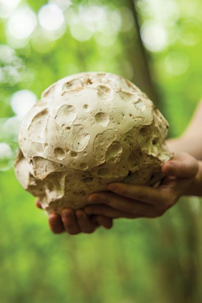 A puffball mushroom.