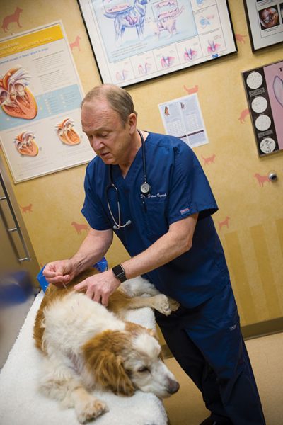 Grover, a 13-year-old Welsh springer spaniel, receives his monthly acupuncture treatment from Dr. Brian Voynick at the American Animal Hospital in Randolph.