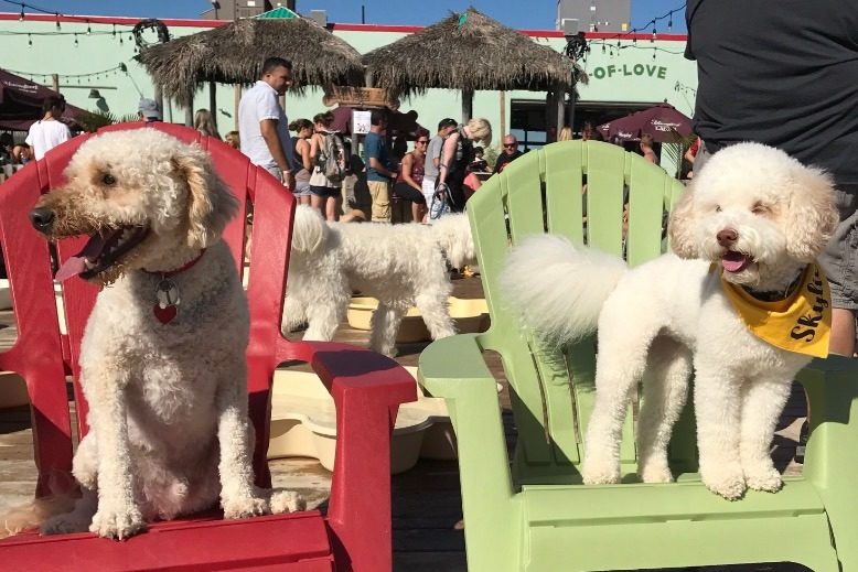 doggie dining