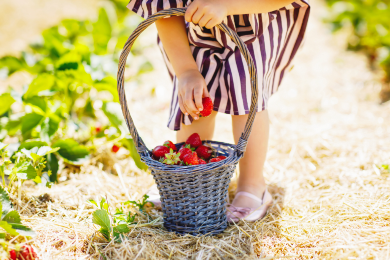 Child picking strawberries