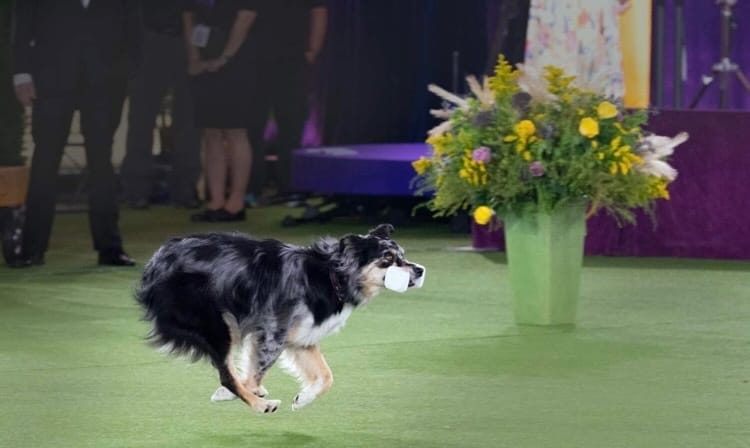 Willie, Kathleen Keller's obedience champion dog, carrying a dumbbell in 2022. Photo by Andrae K. Acerra.