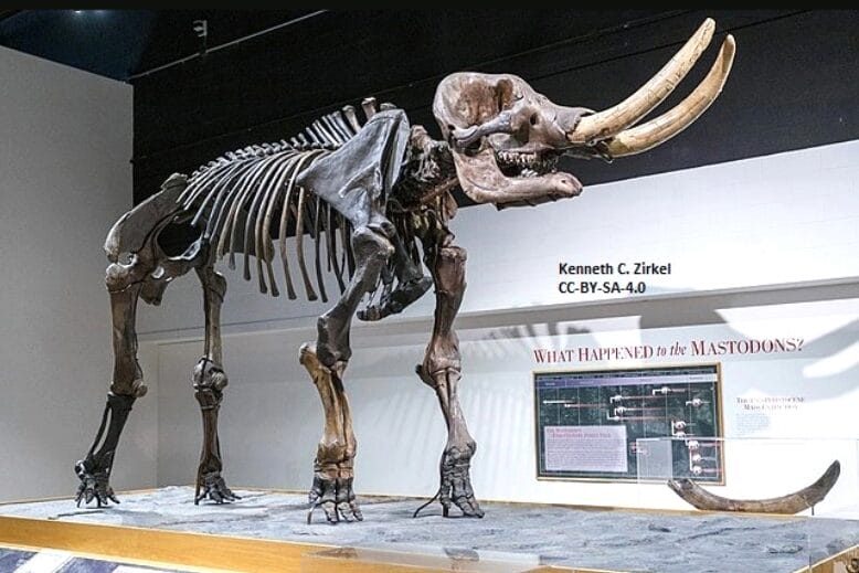 Dinosaur fossil at Rutgers Geology Museum in New Brunswick, NJ