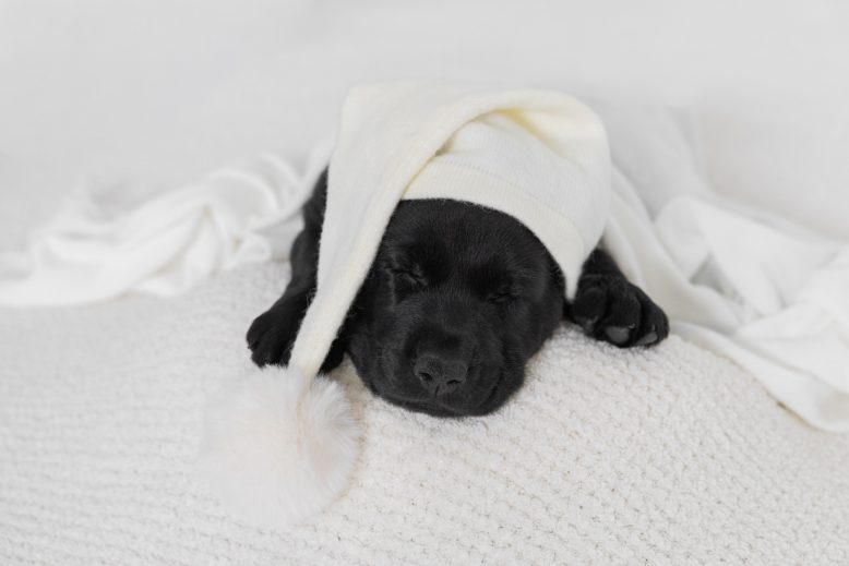 Timmy the black lab