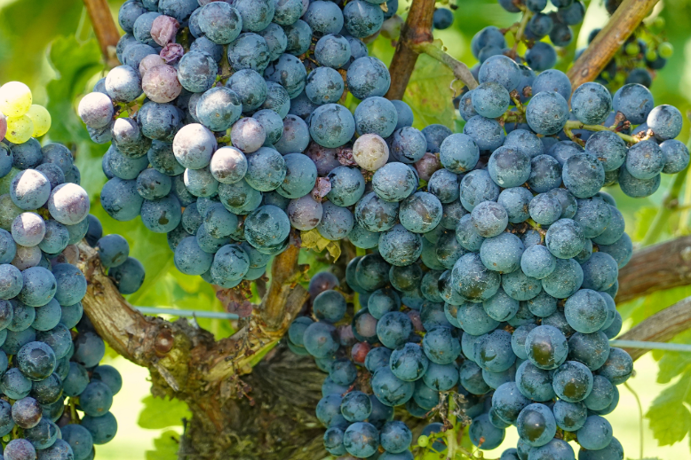 Grapes at NJ winery