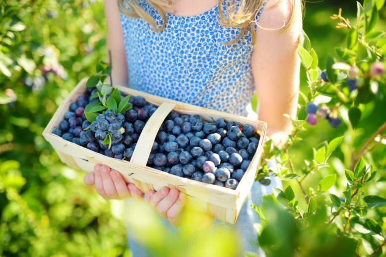 Girl holding basket of blueberries